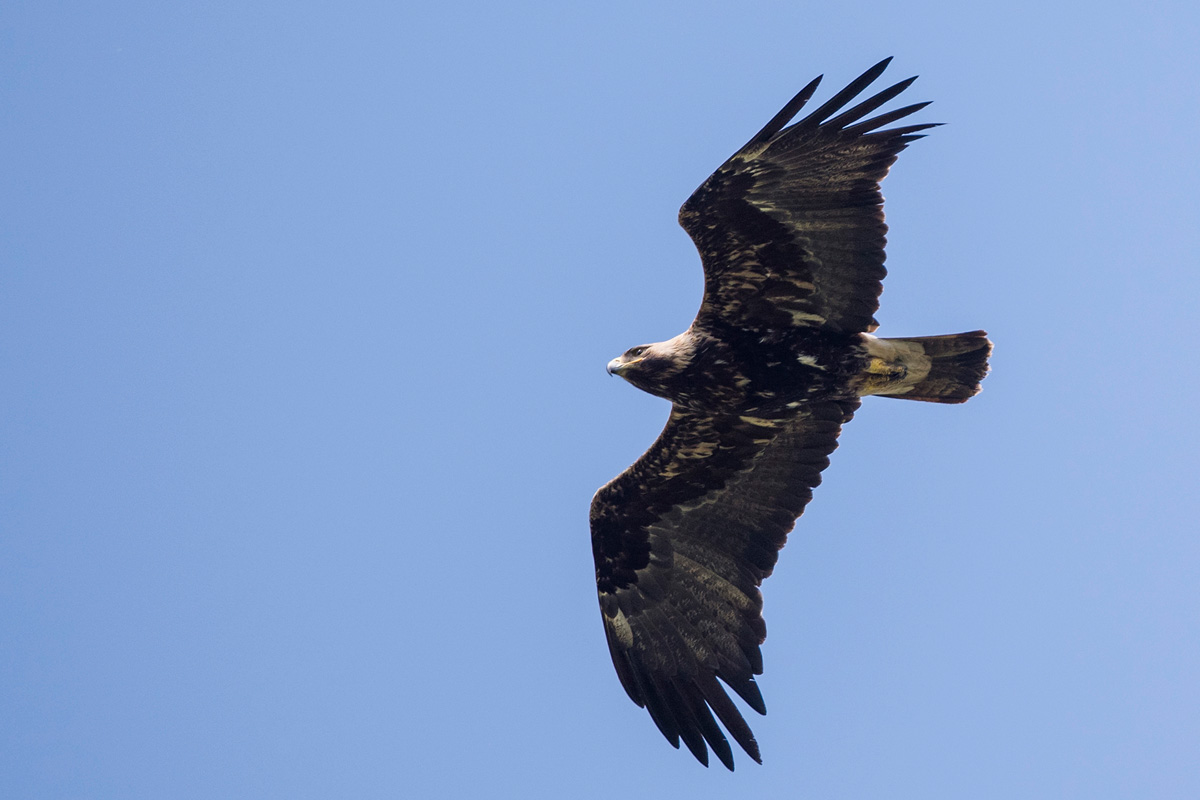 Eastern Imperial Eagle