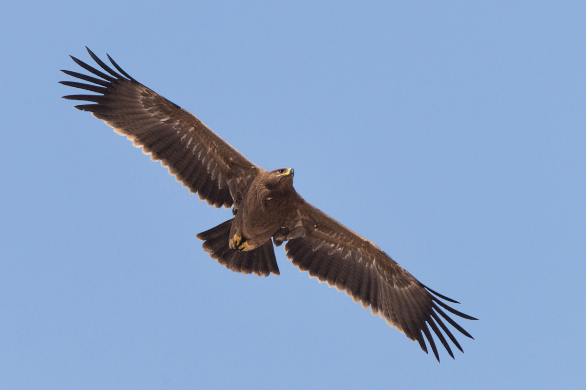 Steppe Eagle