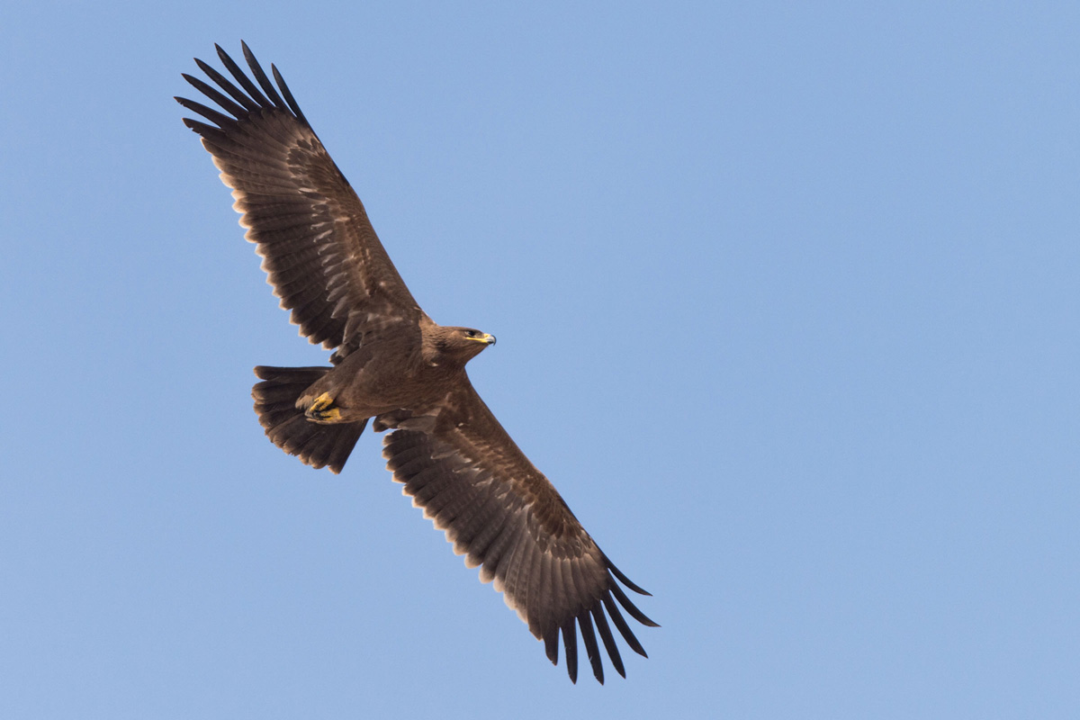 Steppe Eagle