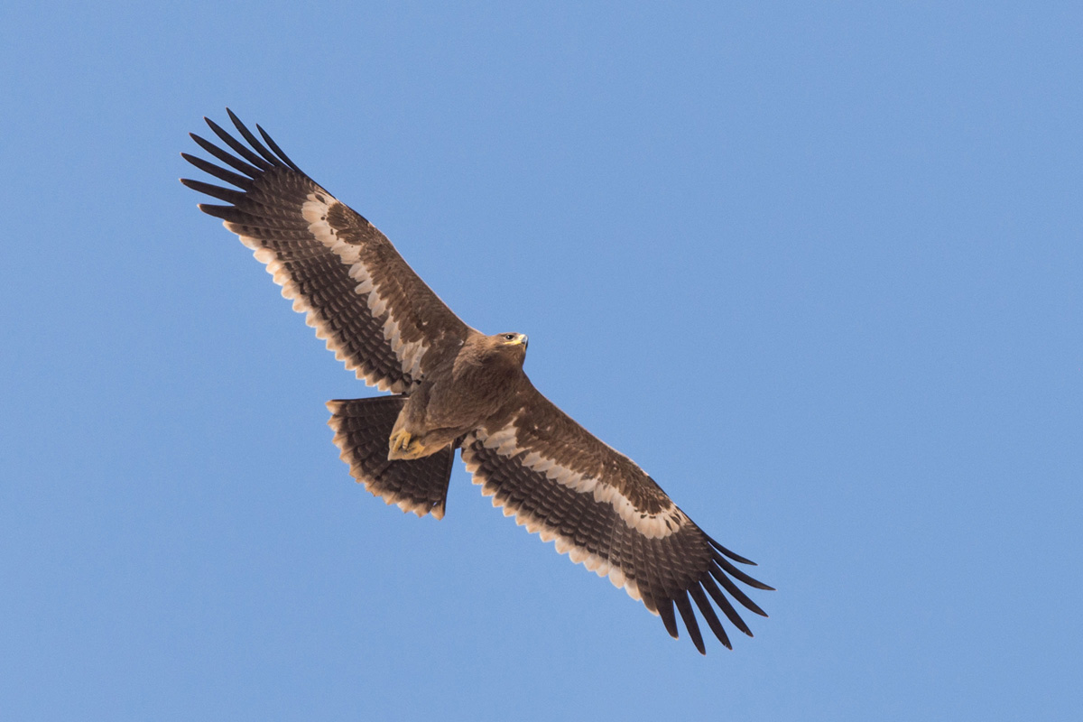 Steppe Eagle