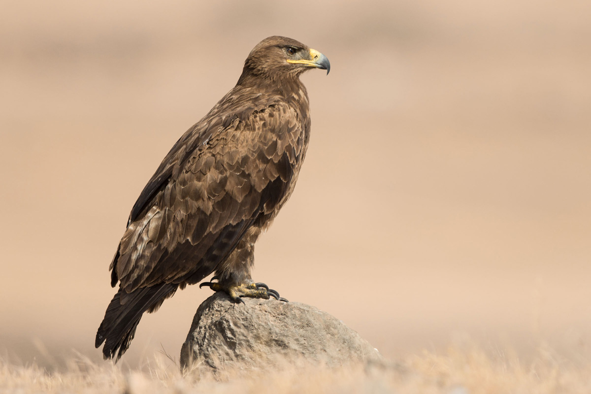 Steppe Eagle