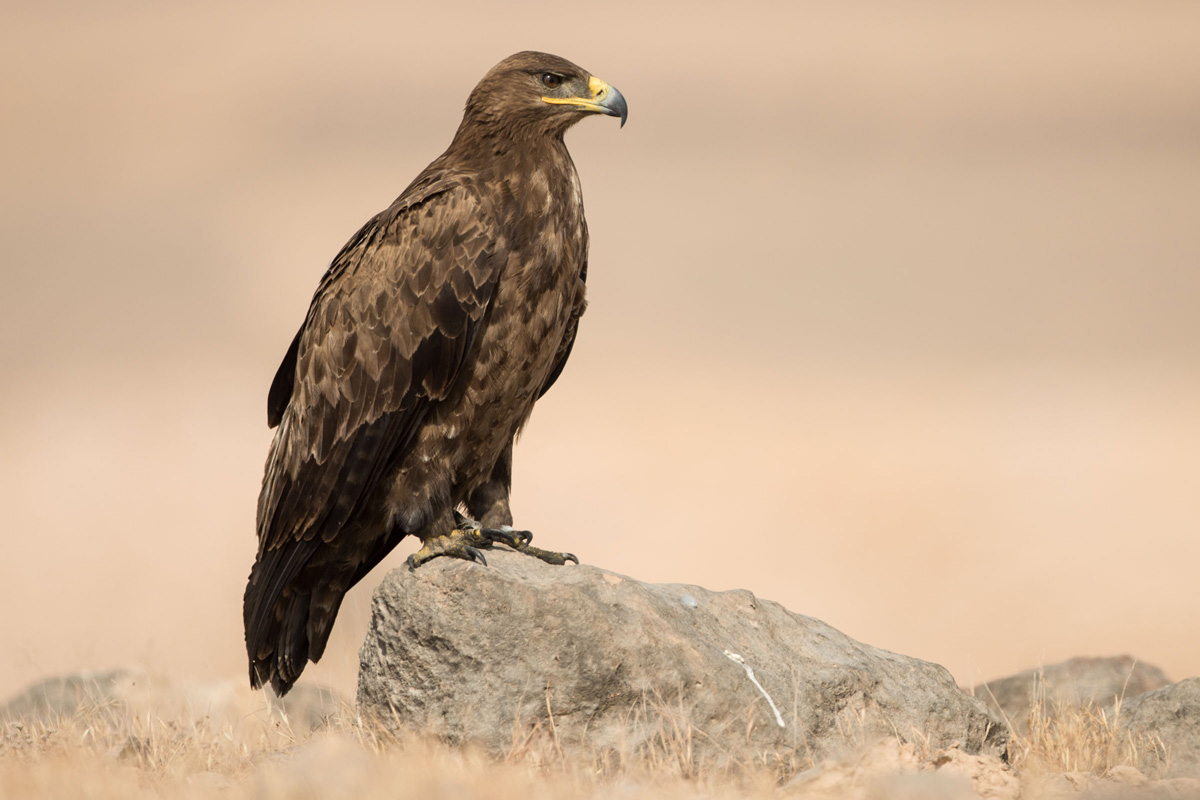 Steppe Eagle