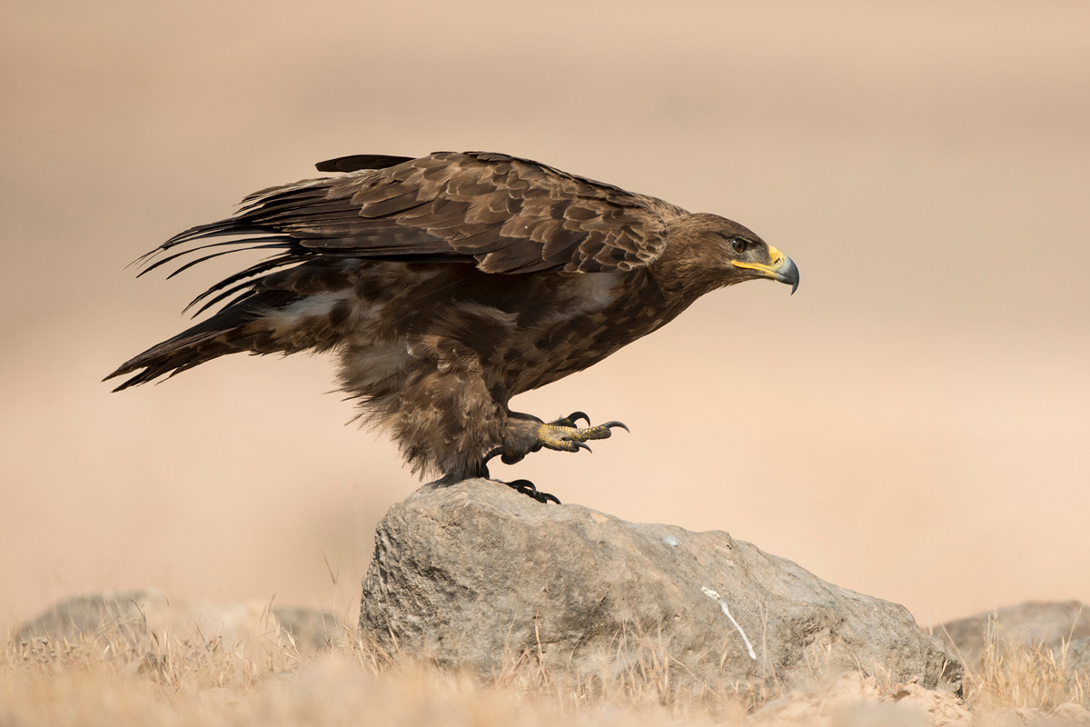 Steppe Eagle