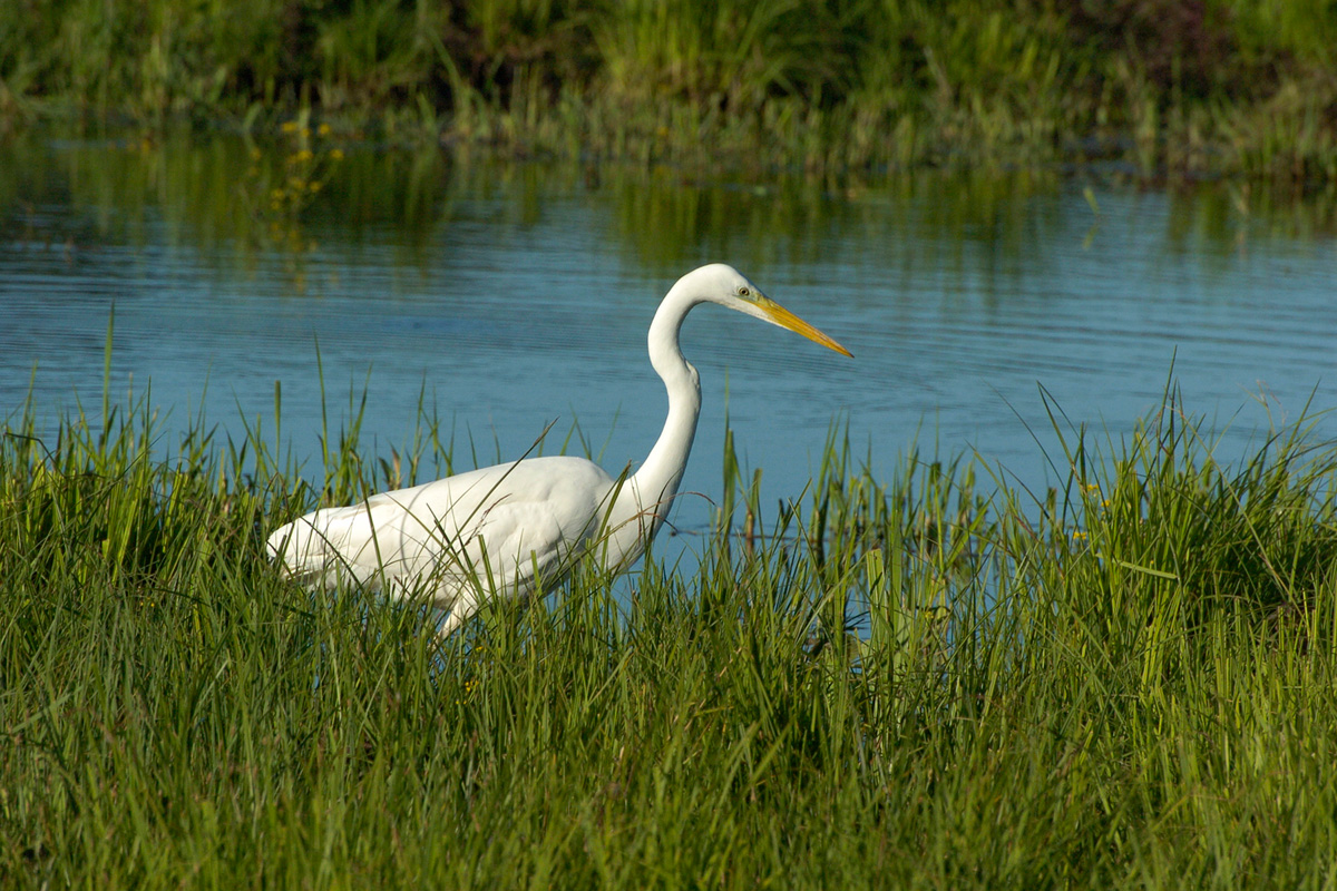 Great Egret