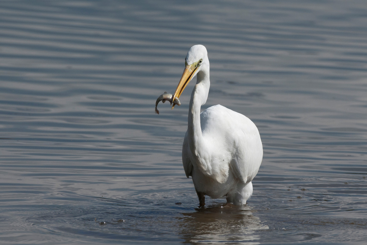 Great Egret