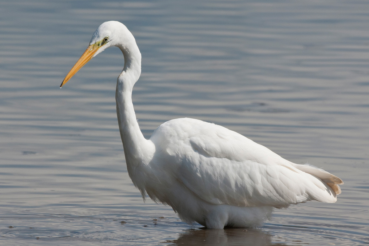 Great Egret