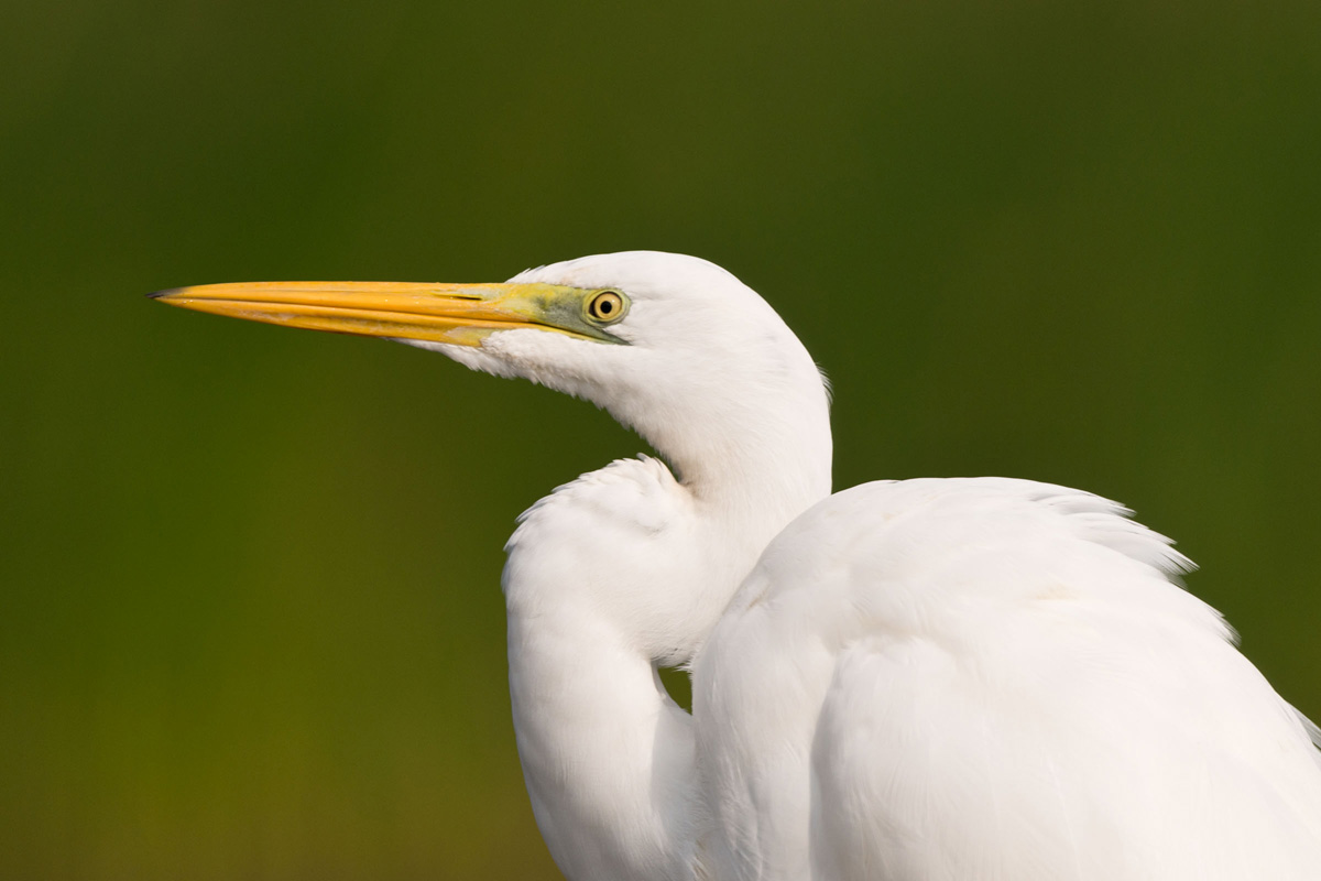 Great Egret