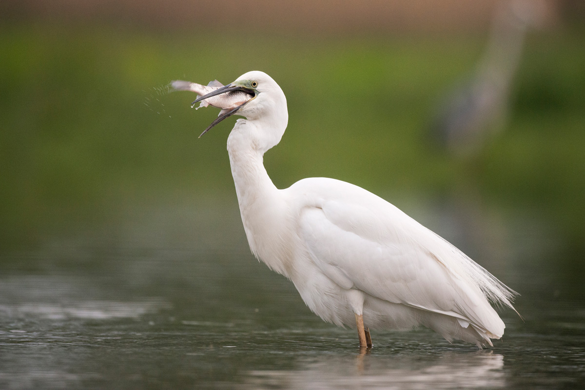 Great Egret