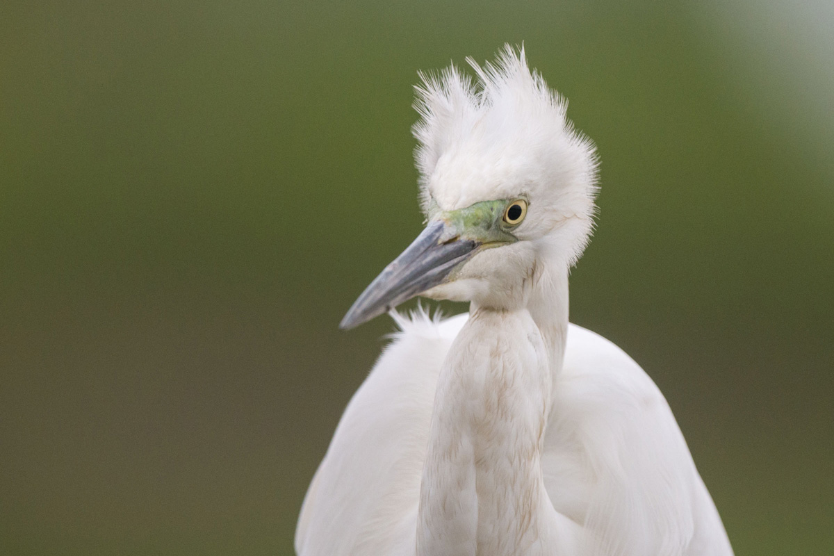 Great Egret