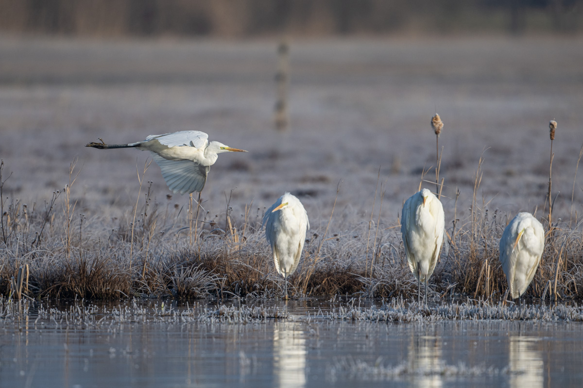 Great Egret