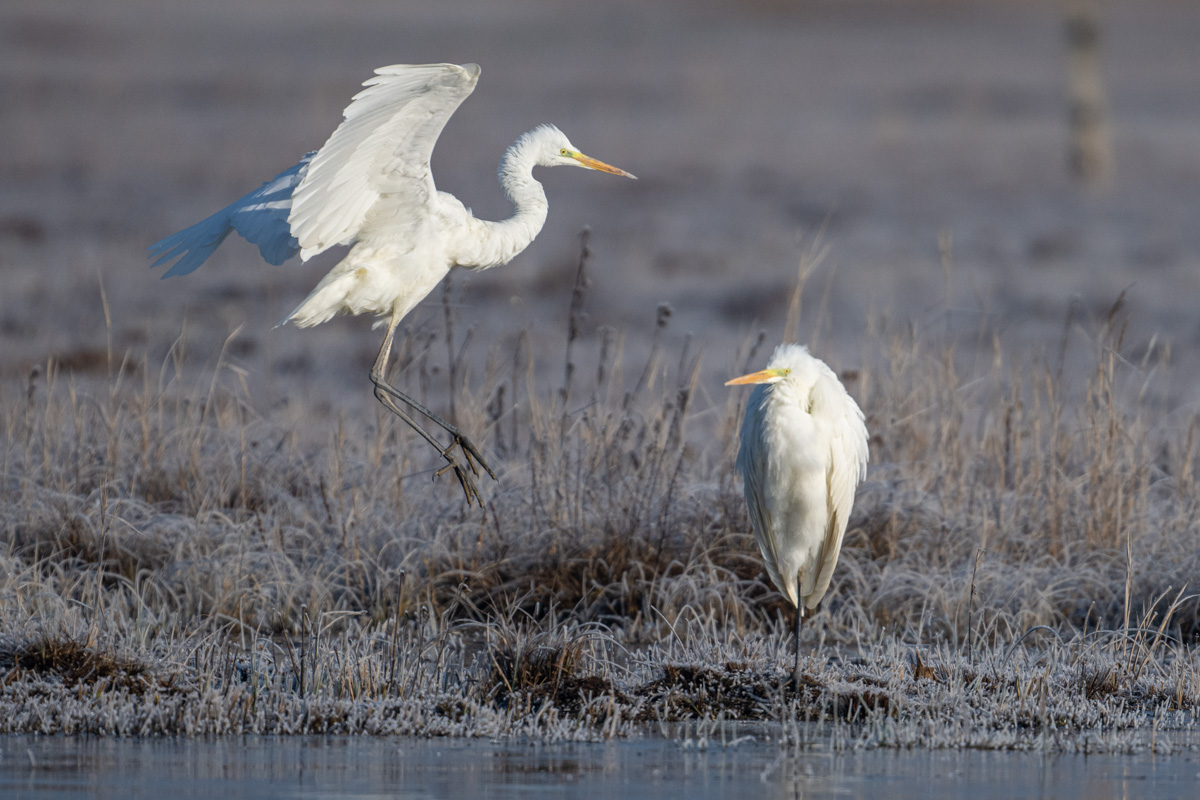 Great Egret