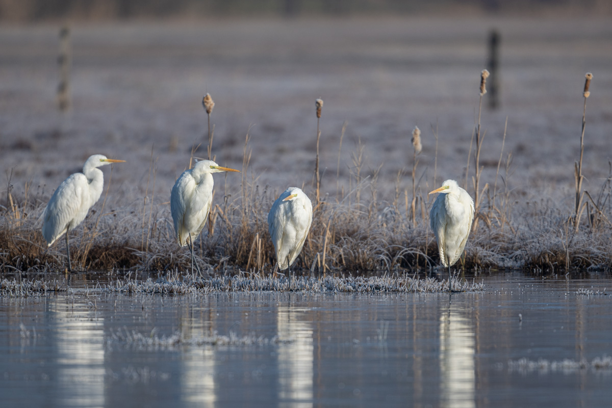 Great Egret