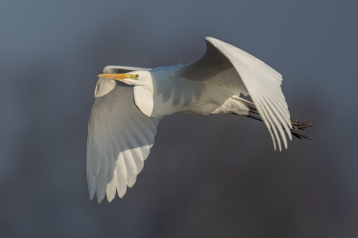 Great Egret