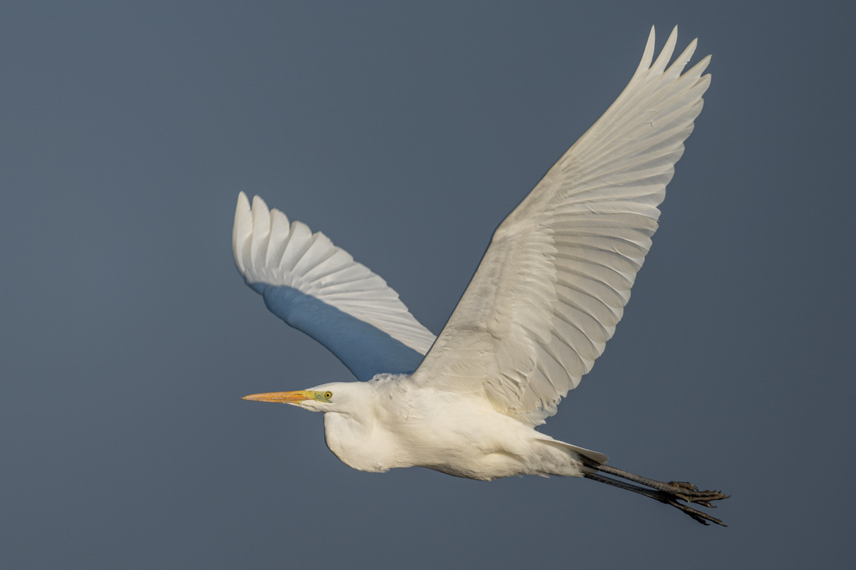 Great Egret