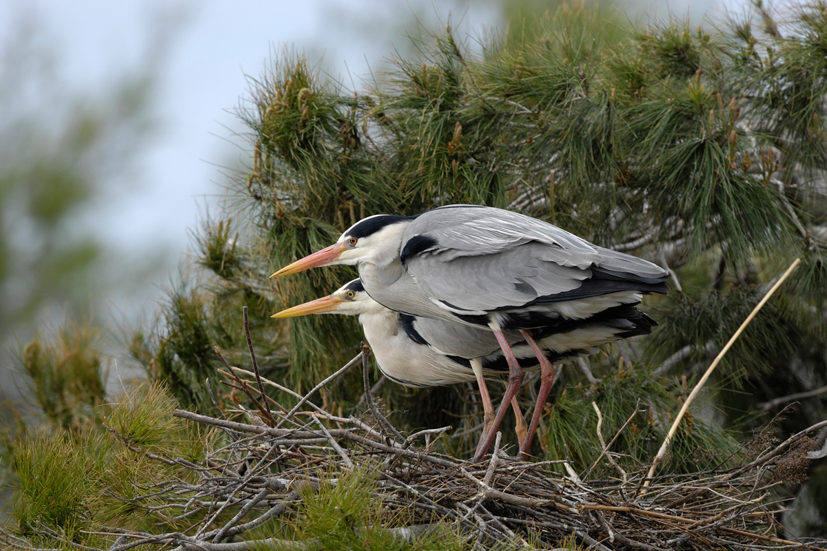 Grey Heron