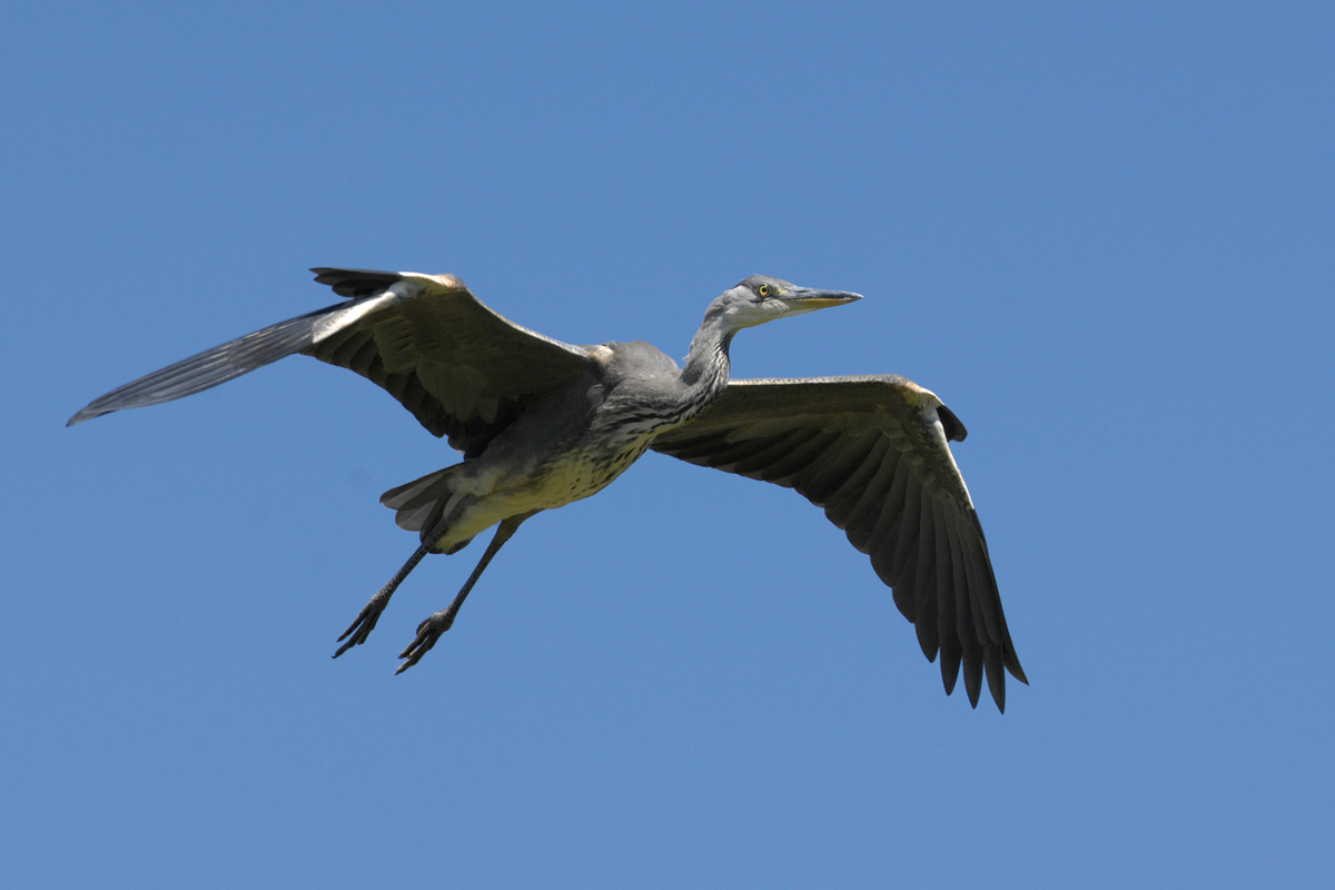 Grey Heron