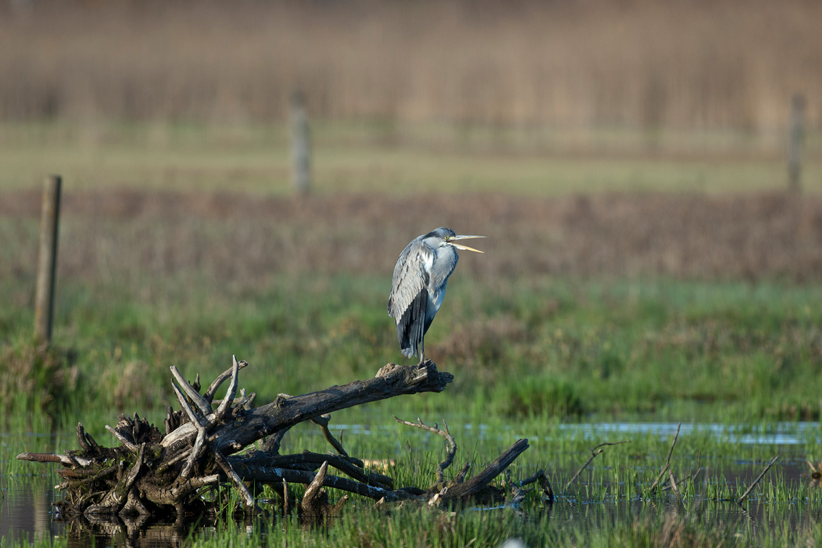 Grey Heron