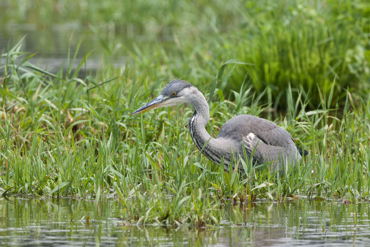 Grey Heron