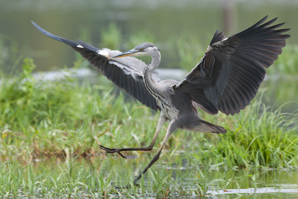 Grey Heron