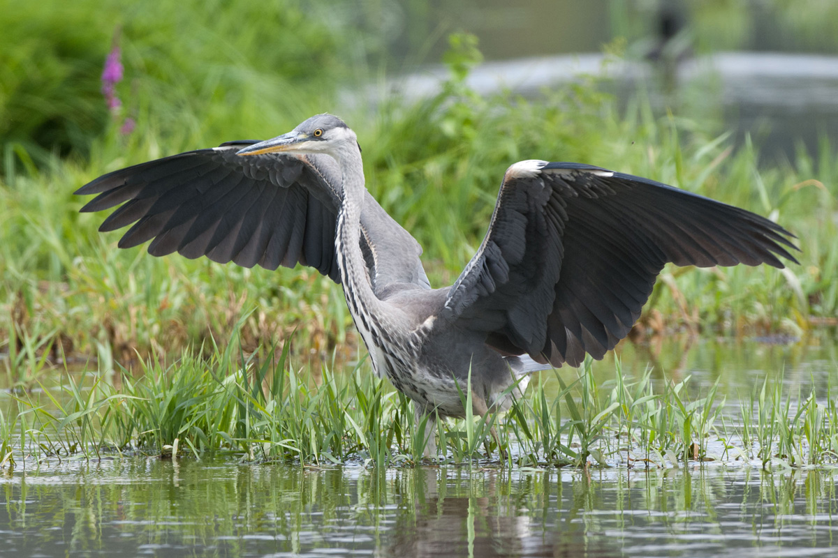 Grey Heron