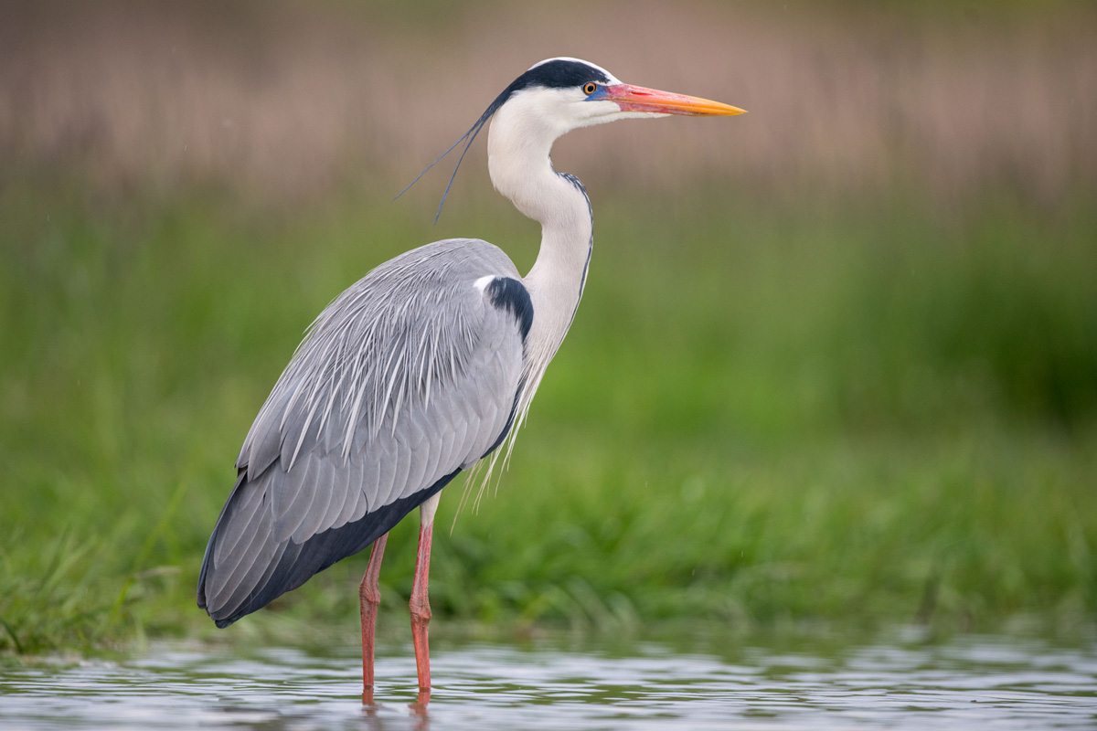 Grey Heron