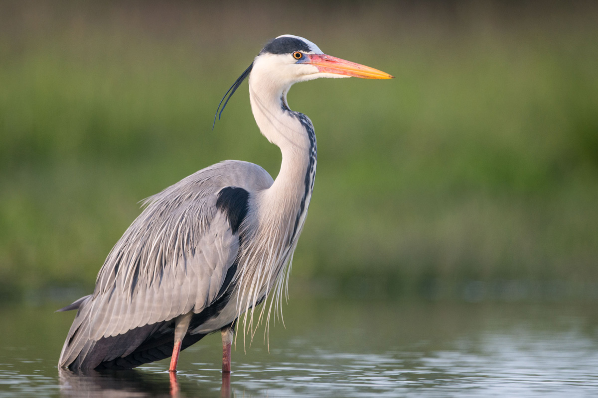 Grey Heron