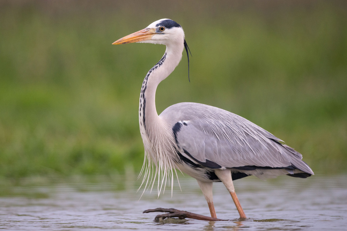 Grey Heron