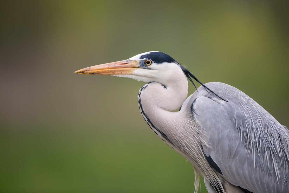 Grey Heron