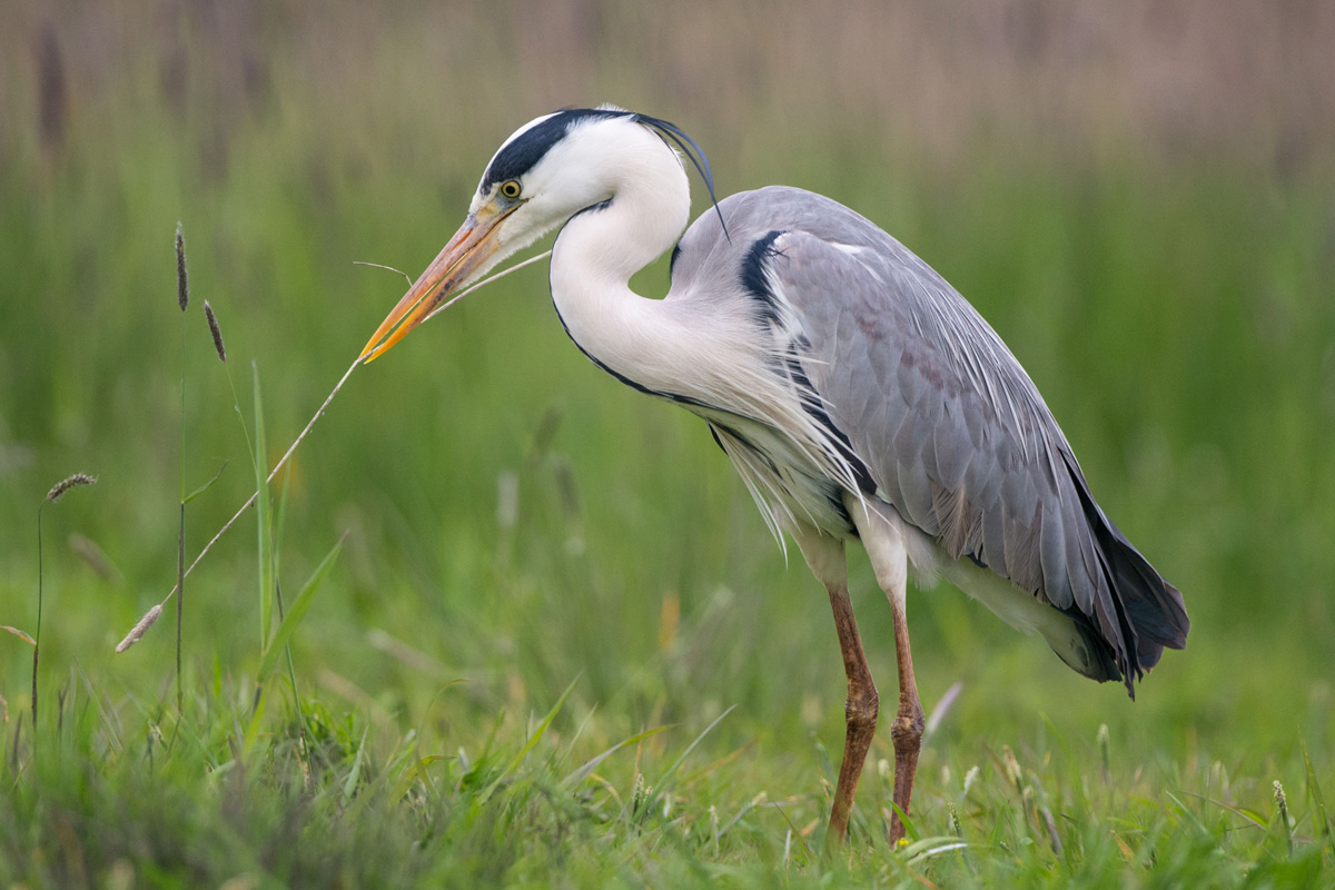 Grey Heron