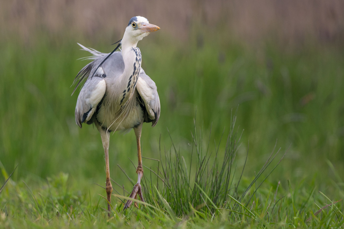 Grey Heron