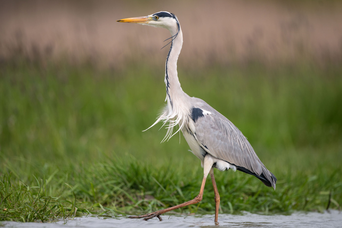 Grey Heron