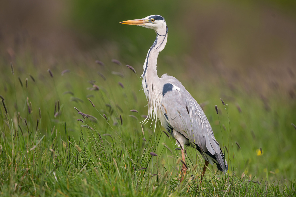 Grey Heron