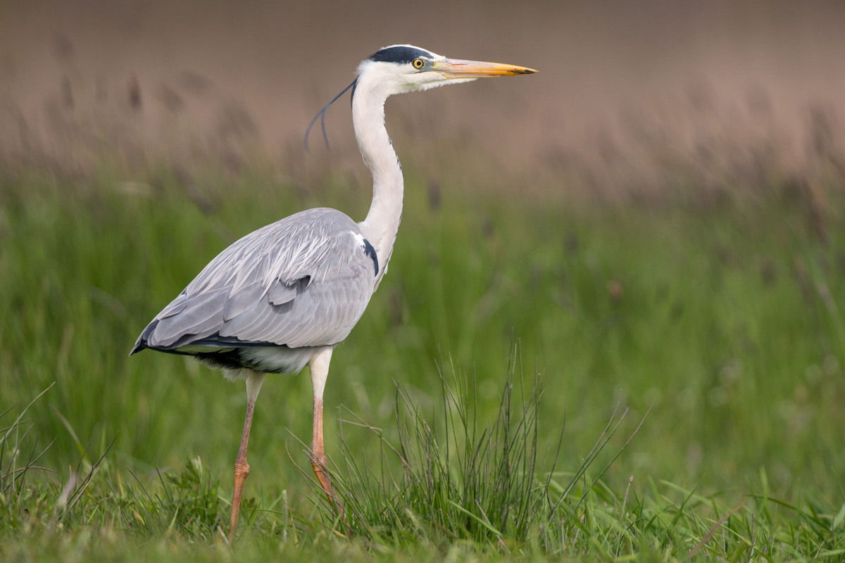 Grey Heron