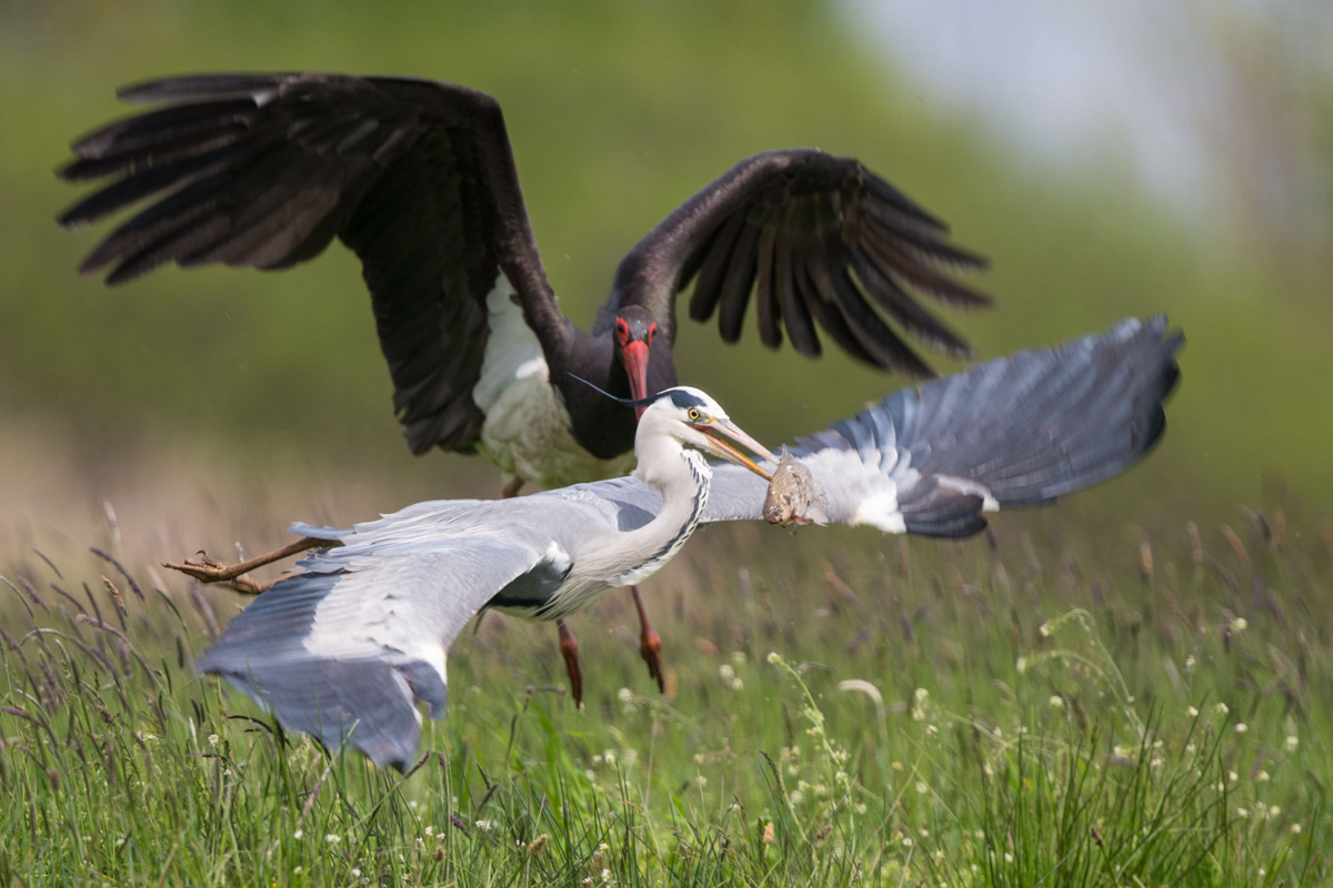 Grey Heron