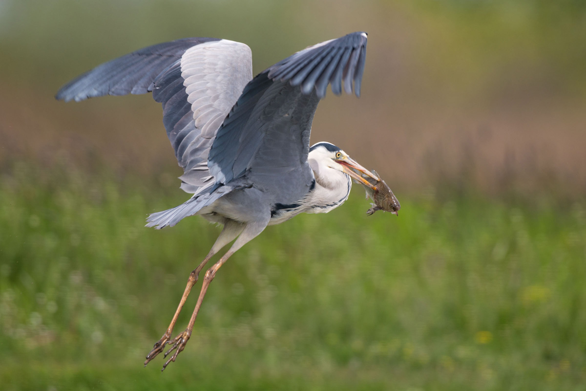 Grey Heron