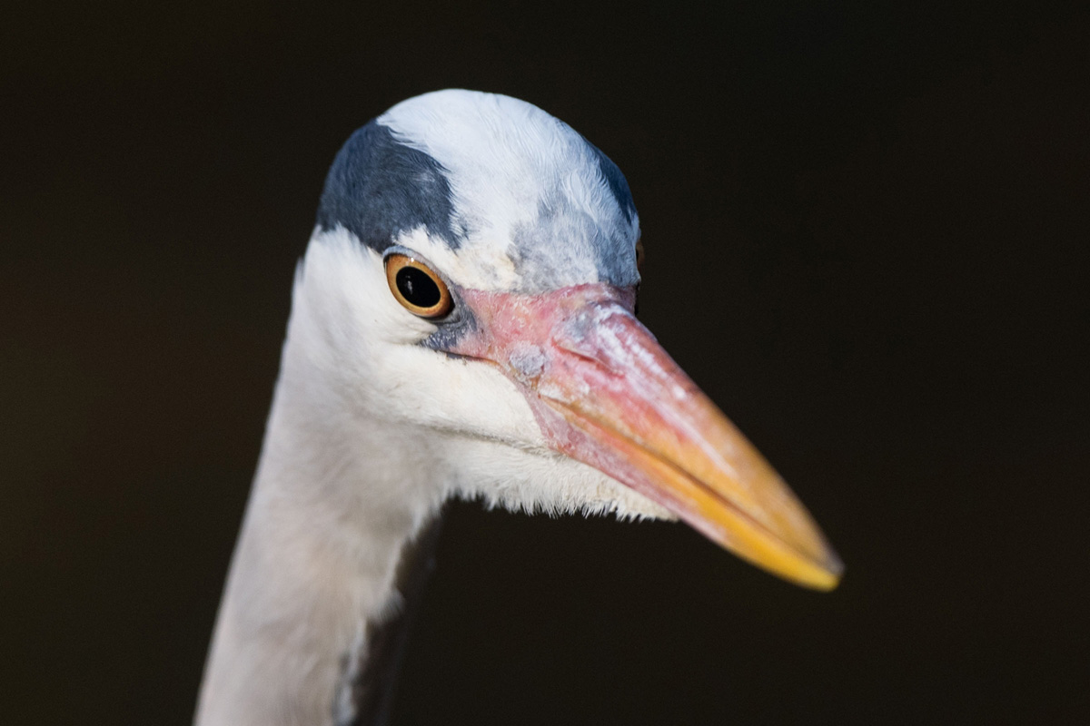 Grey Heron