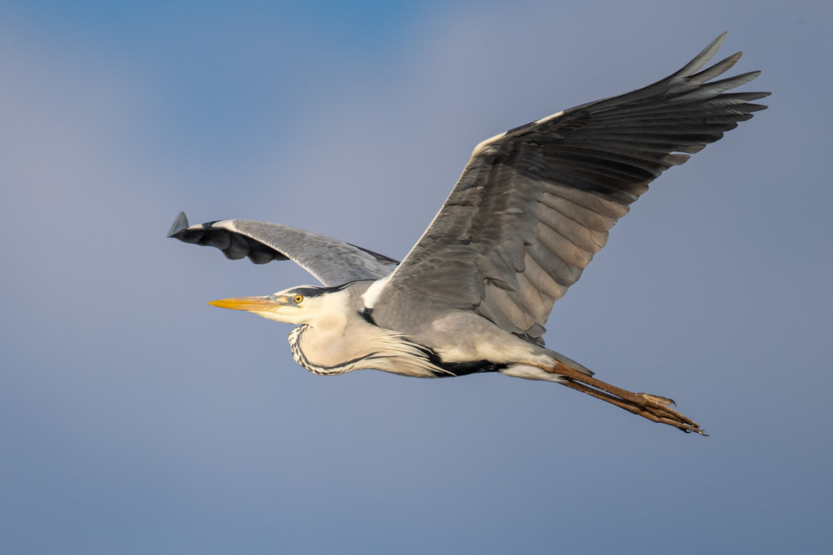 Grey Heron