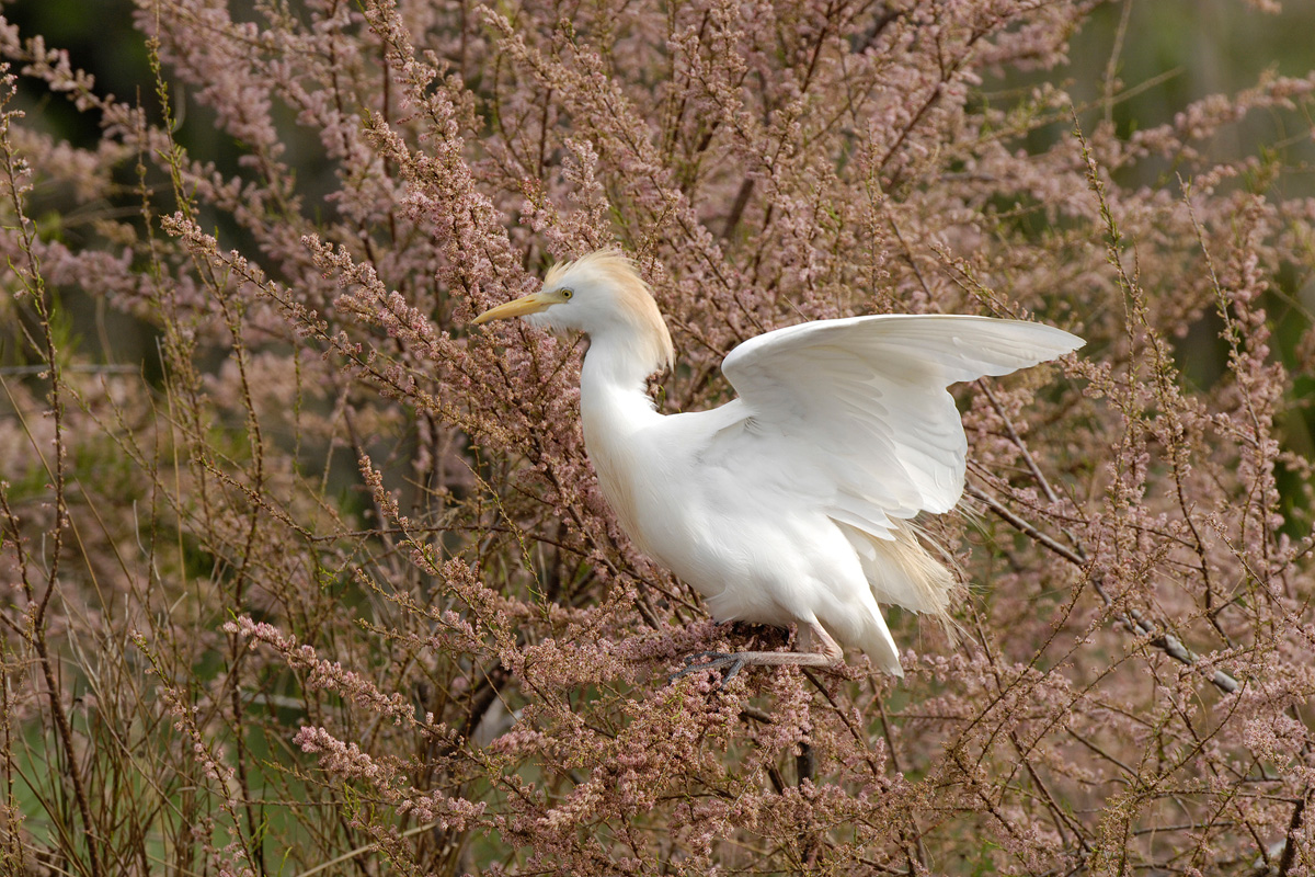 Western Cattle Egret