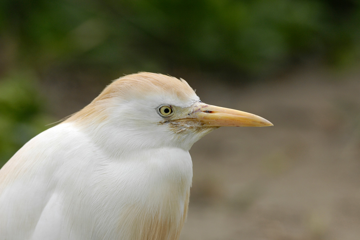 Western Cattle Egret