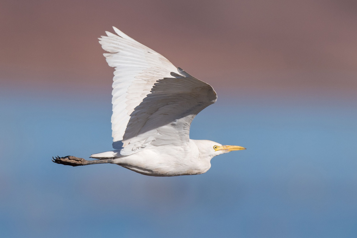 Western Cattle Egret