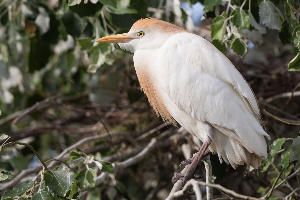 Western Cattle Egret