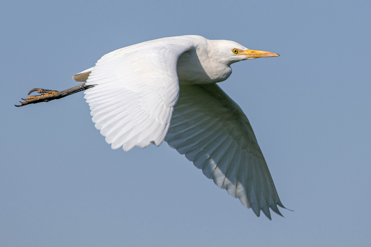 Western Cattle Egret