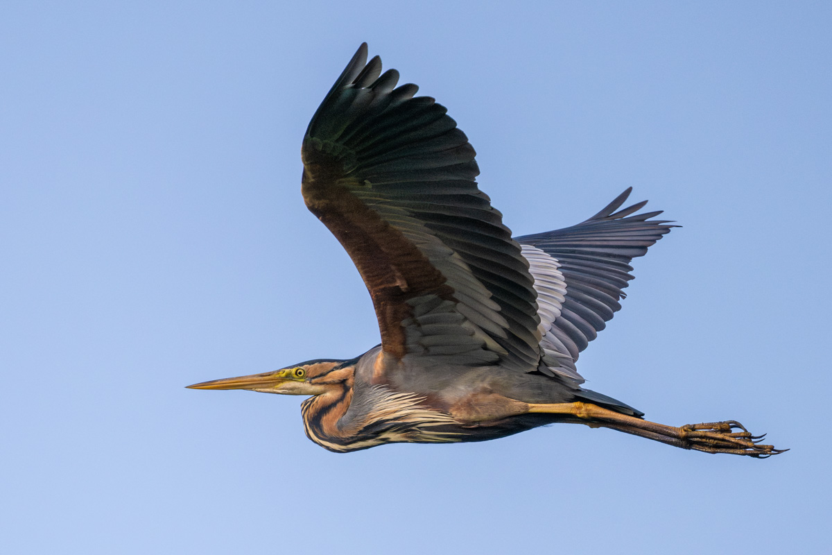 Purple Heron