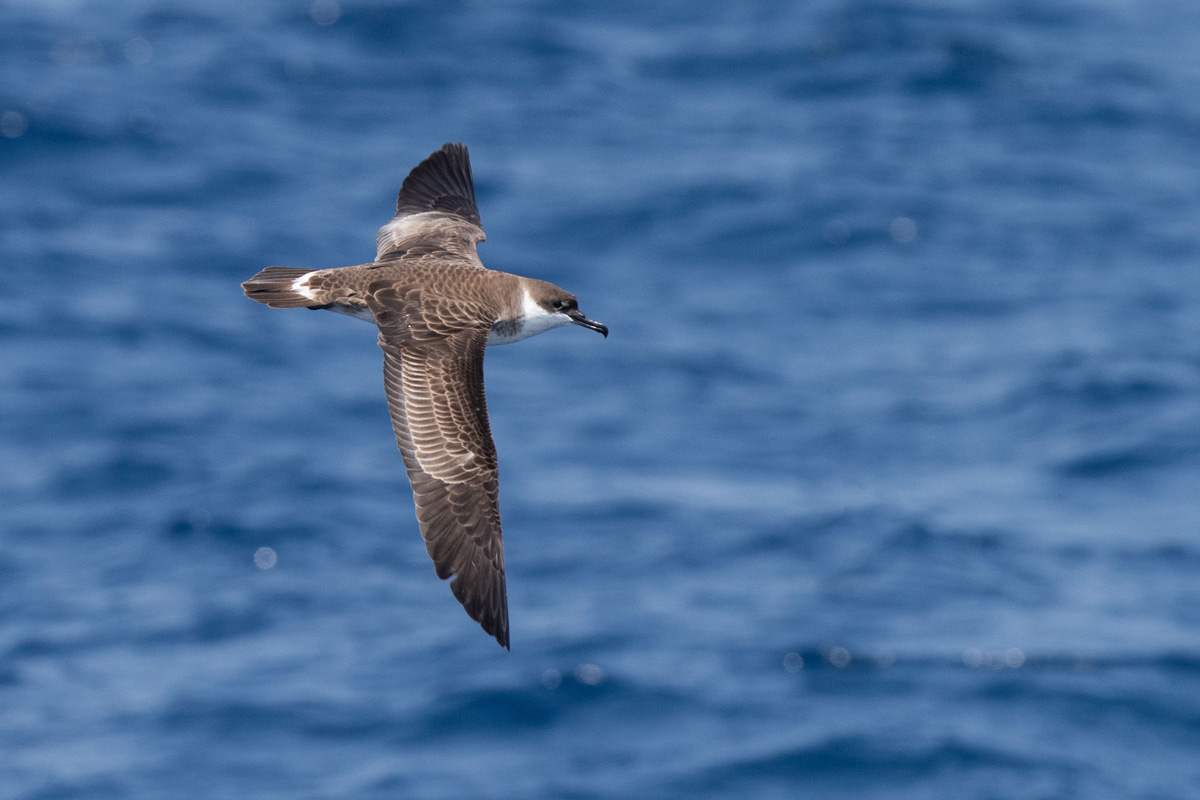 Great Shearwater