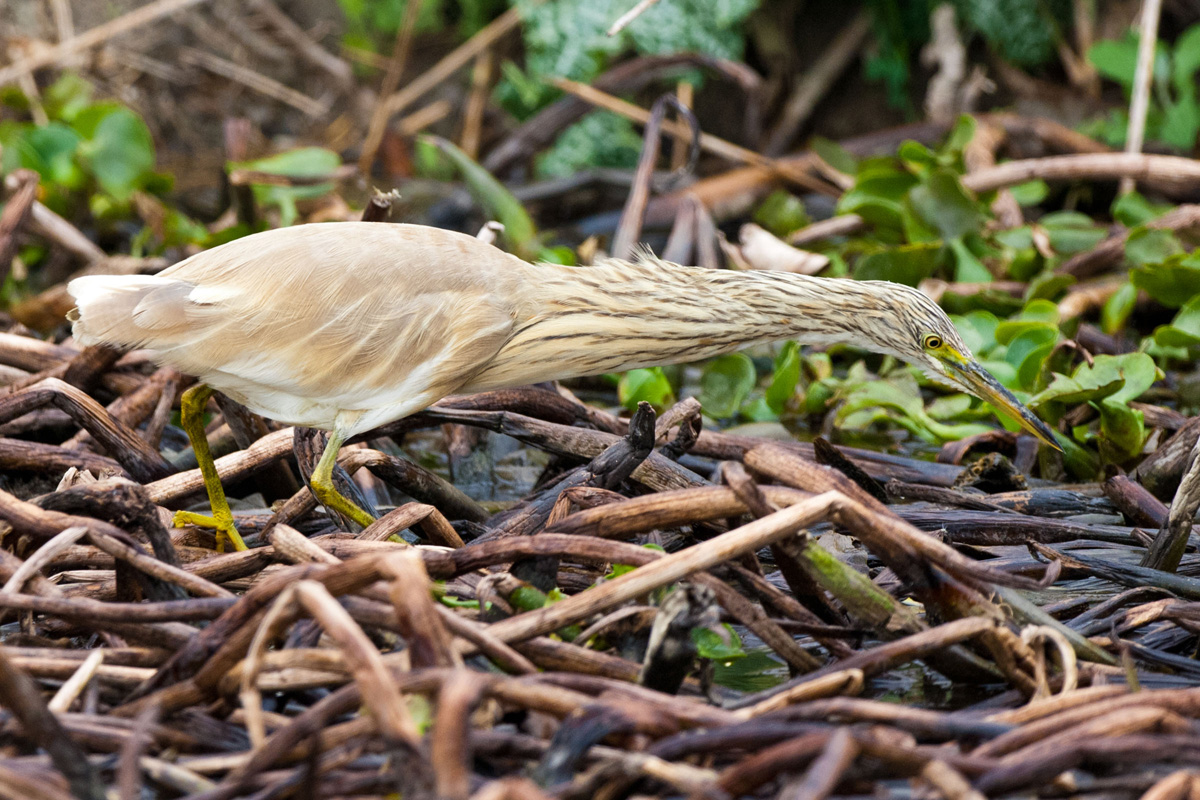 Squacco Heron