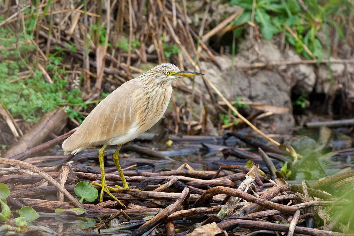 Squacco Heron