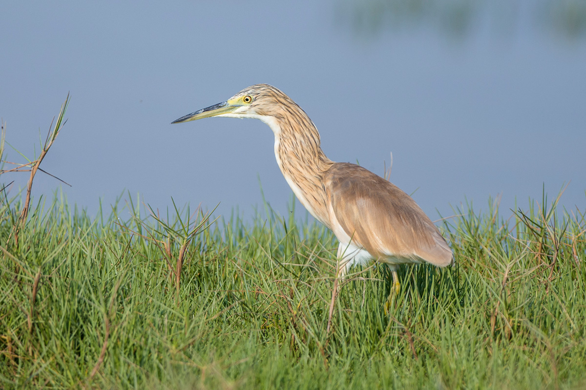 Squacco Heron