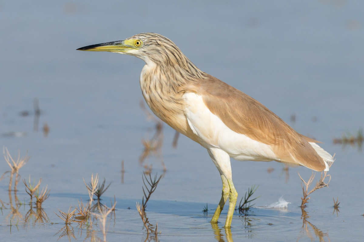 Squacco Heron