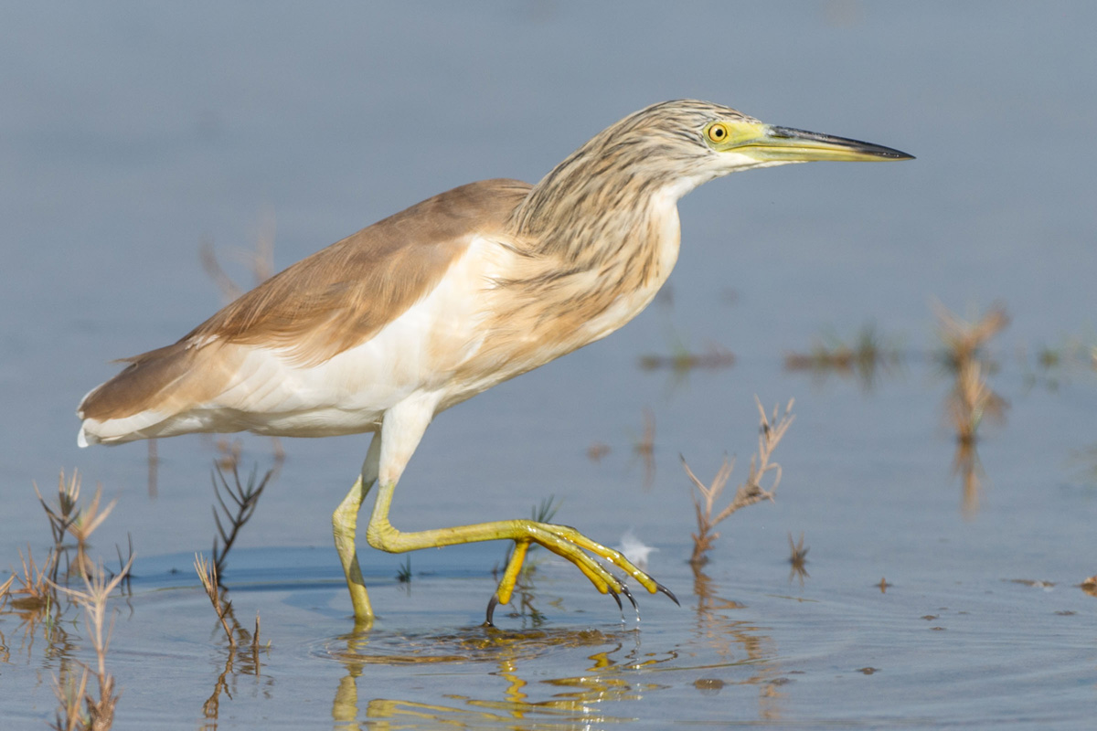 Squacco Heron