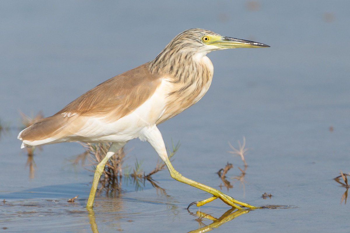 Squacco Heron